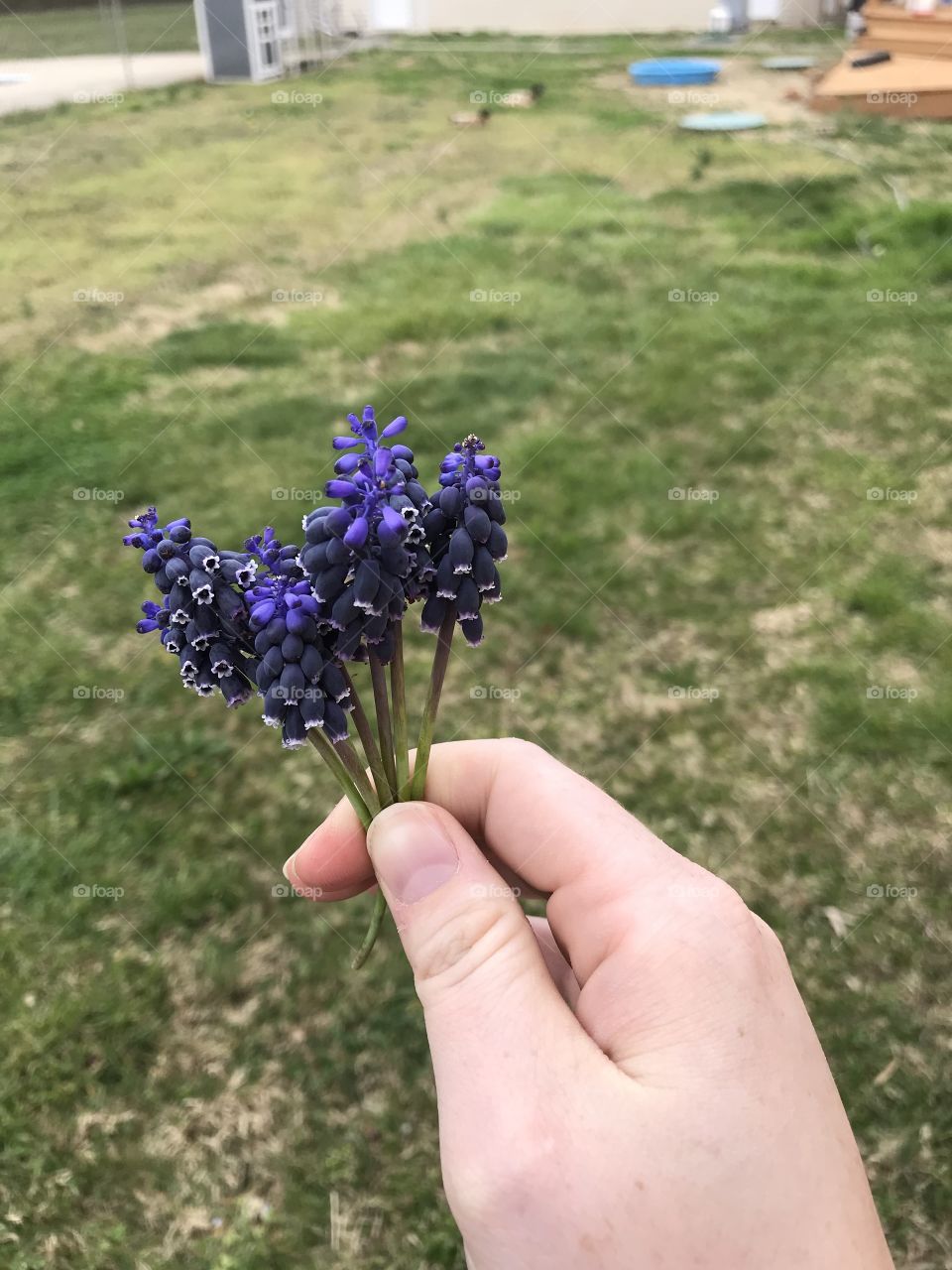 Grape hyacinth 