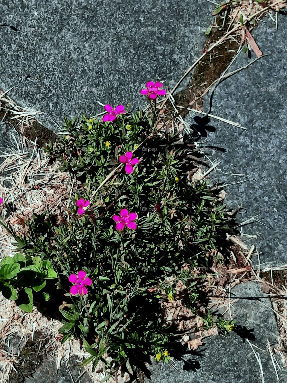 tiny pink wild clove in the stone pavement