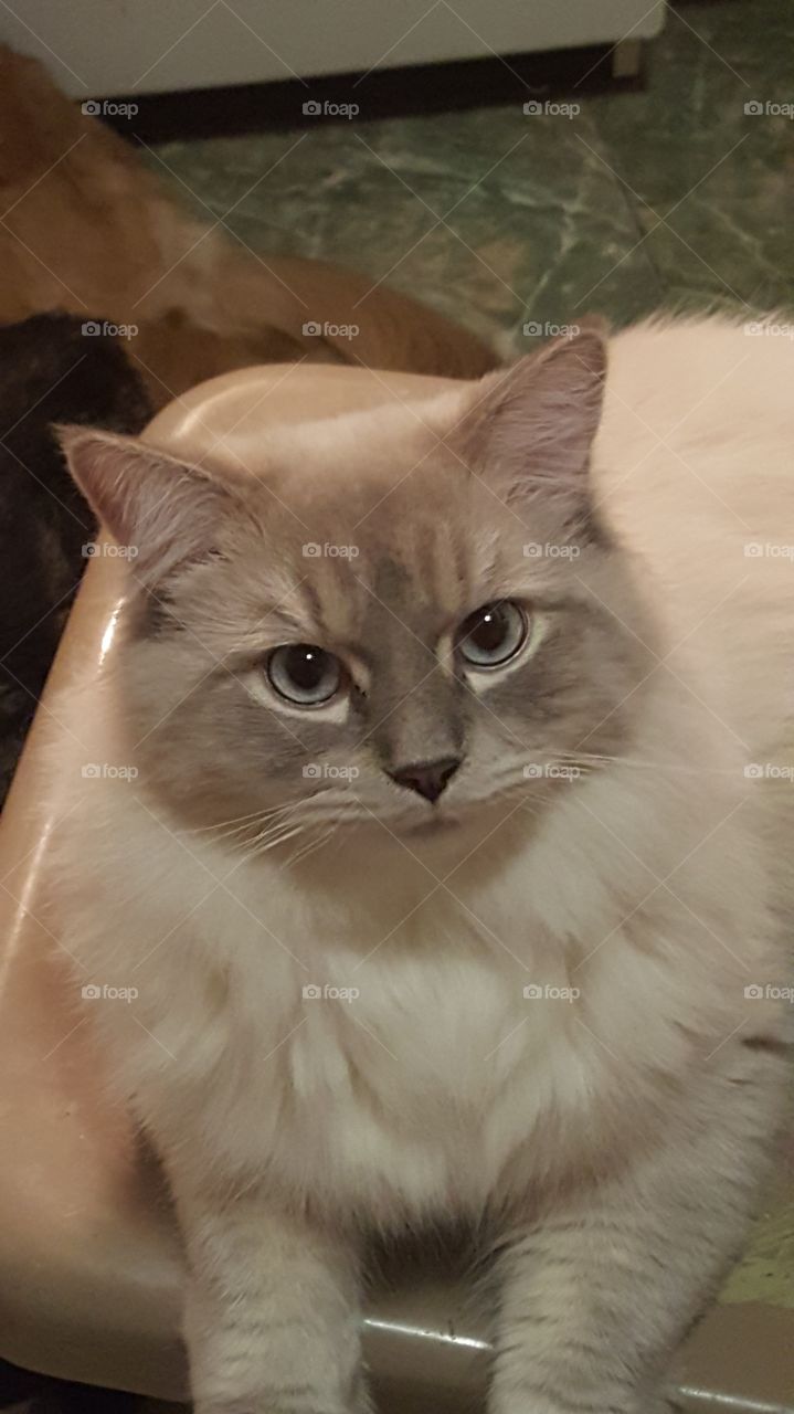 My cat, Dallas, acting all handsome