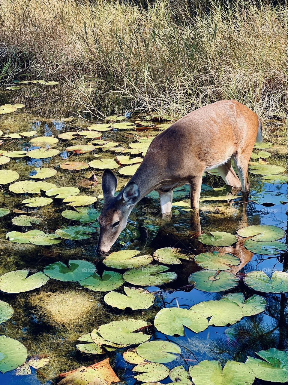 Young female whitetail deer standing in a lily pond bending down to take a drink. She’s lovely in the dappled sunlight and shadows of the calm waters.