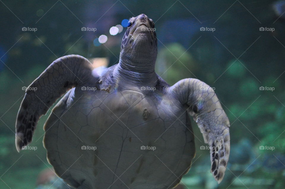 Low angle view of turtle