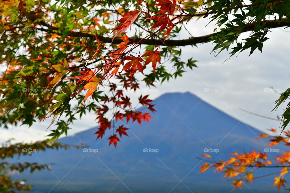 Fall foliage