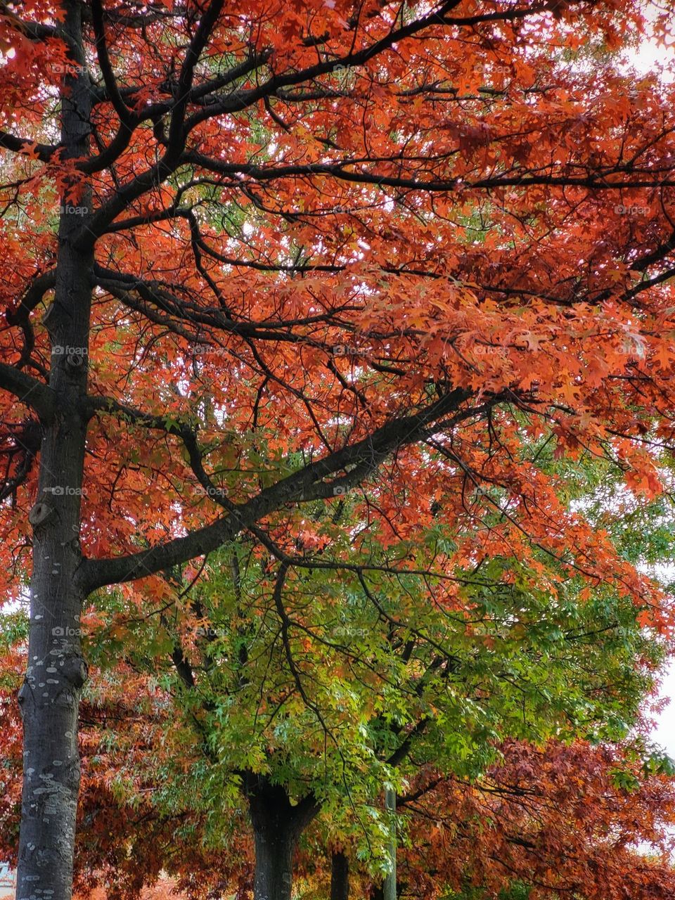 Indian summer in the Netherlands