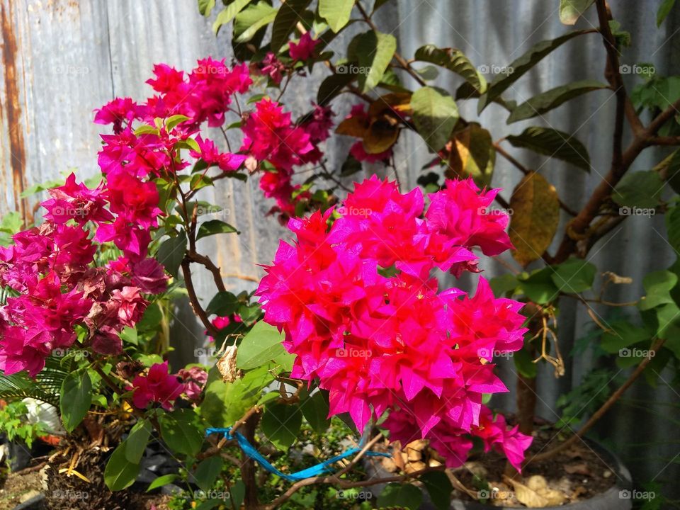 a flower that grows in a red flower pot that is still blooming