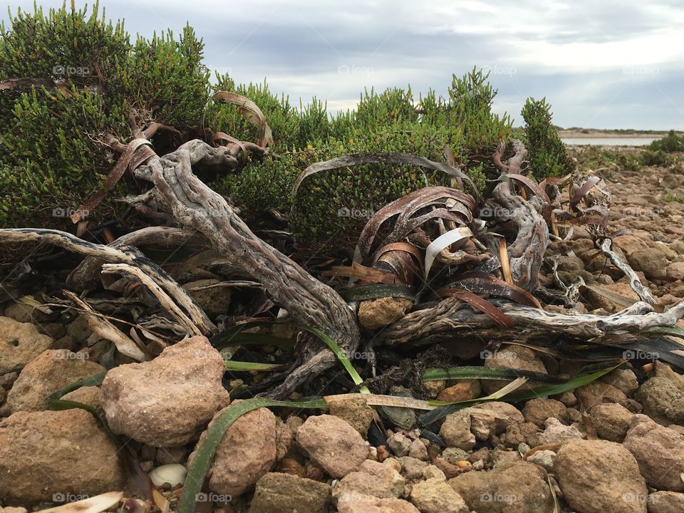 Seaweed and dried and alive mangrove bushes at low tide south Australia 