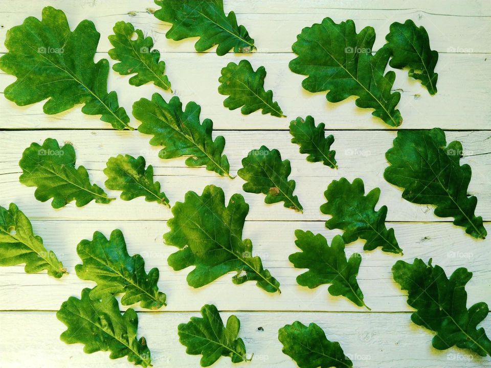 Oak leaves on white background