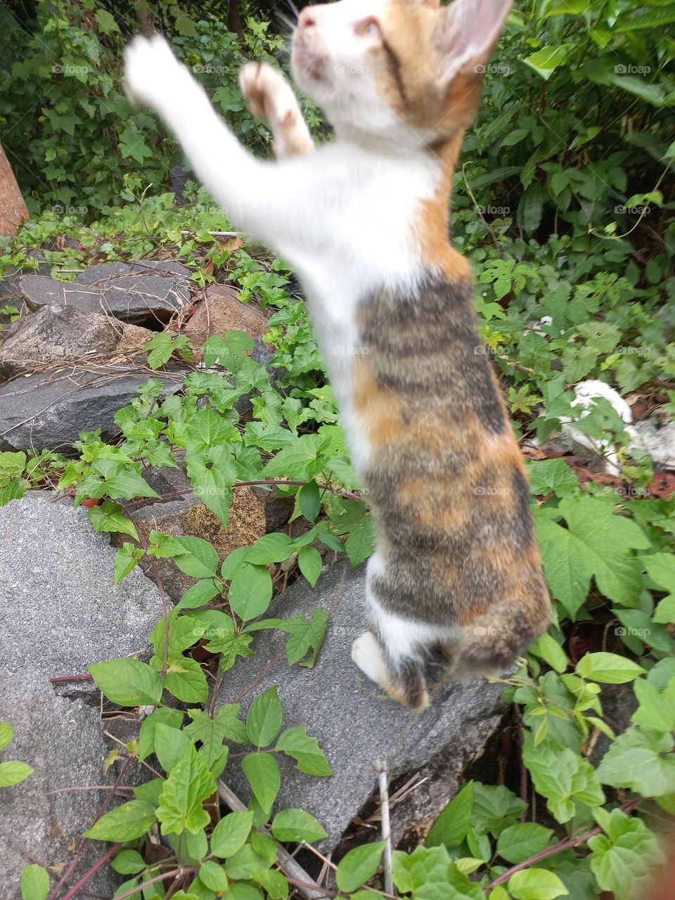 The cute kitten is in the grass garden