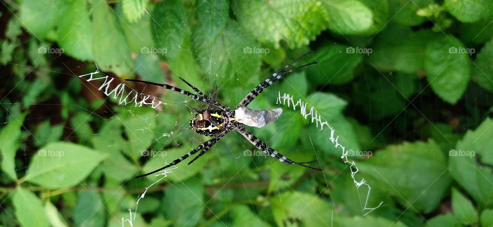 Little spider among the wild plants in the garden
