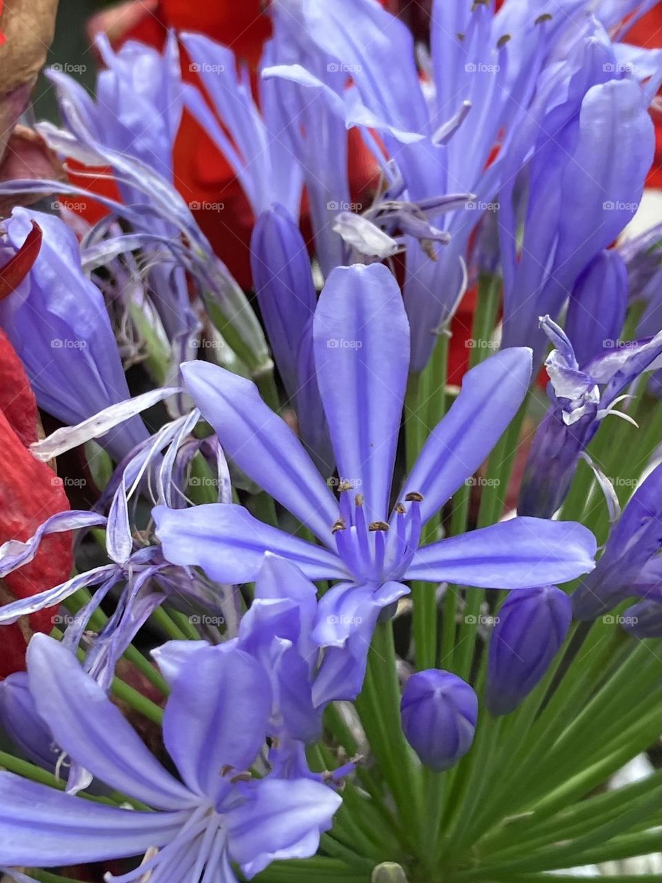 Agapanthus blue