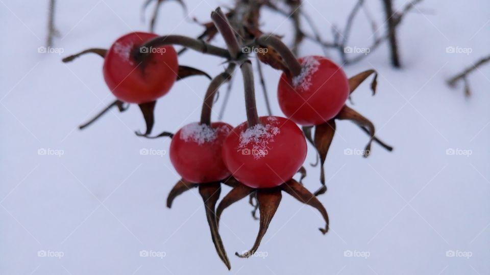 Frosty freshness! Red power! Rosehip berries on branches in the winter in the garden. Snowflakes, snow, cold ❄️🍒