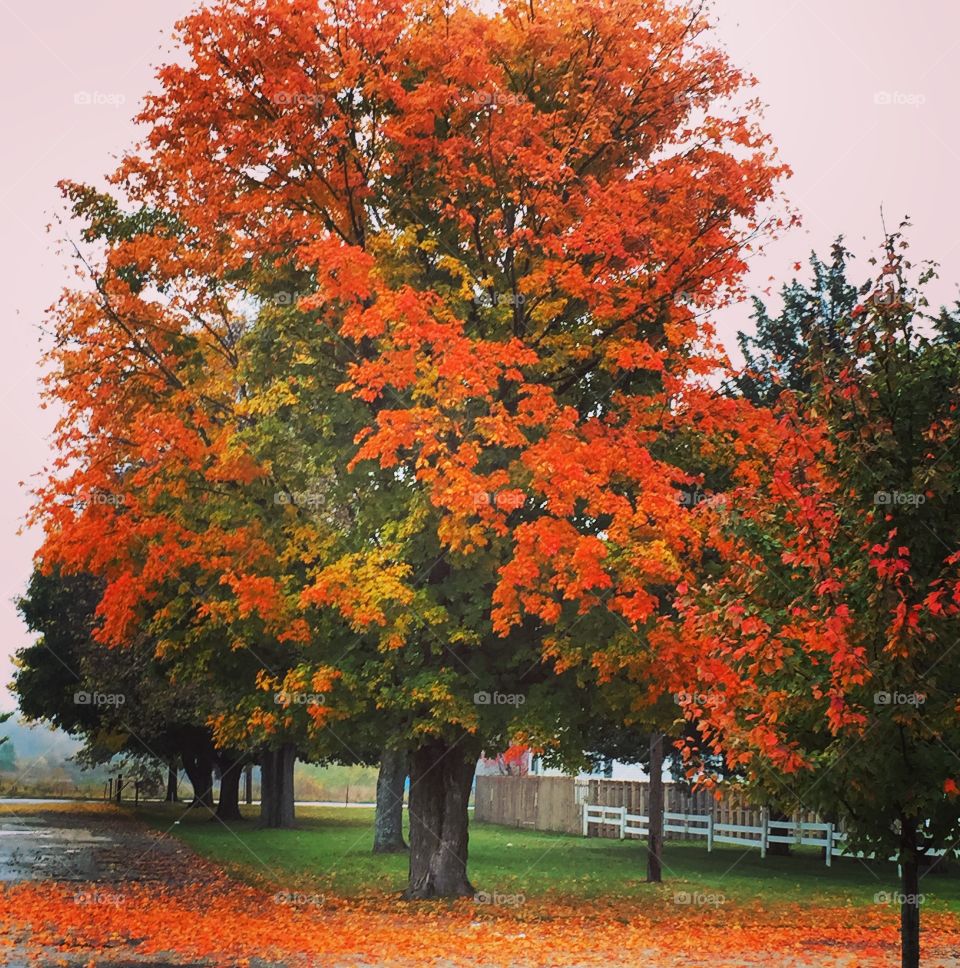 The colors of fall 