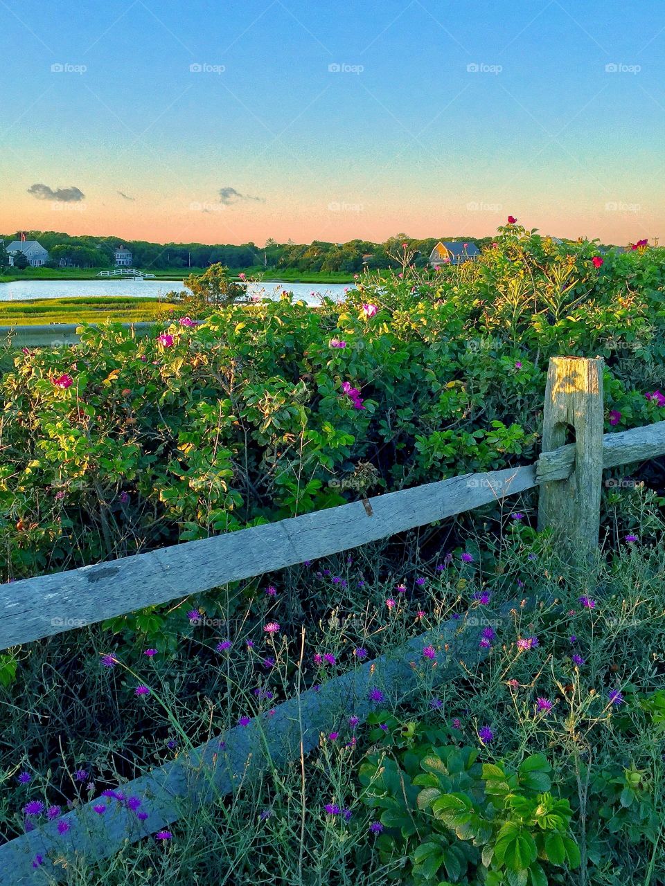 Cape Cod Scenery 