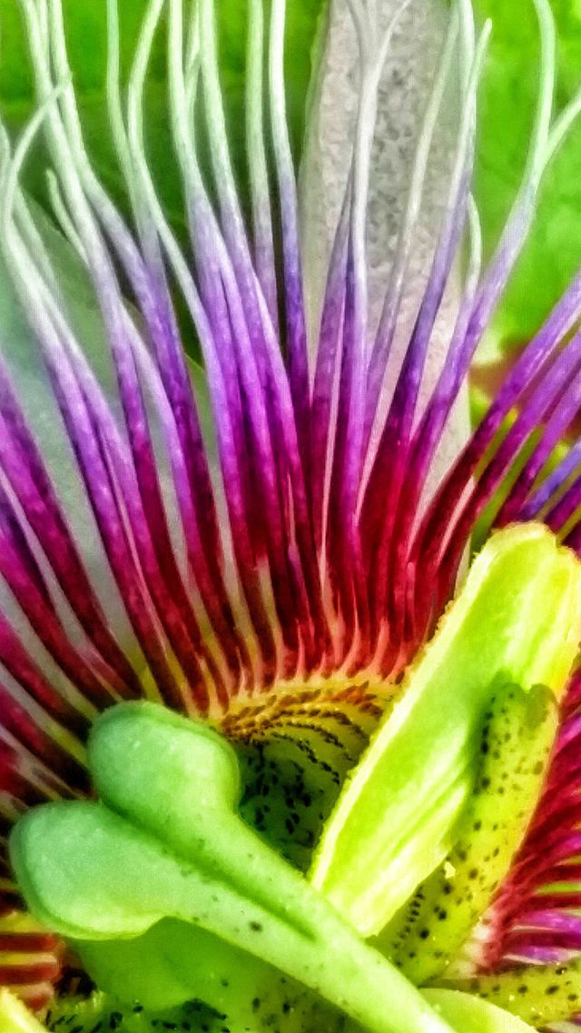 Passion Flower Macro. Passion flowers blooming on the vines.