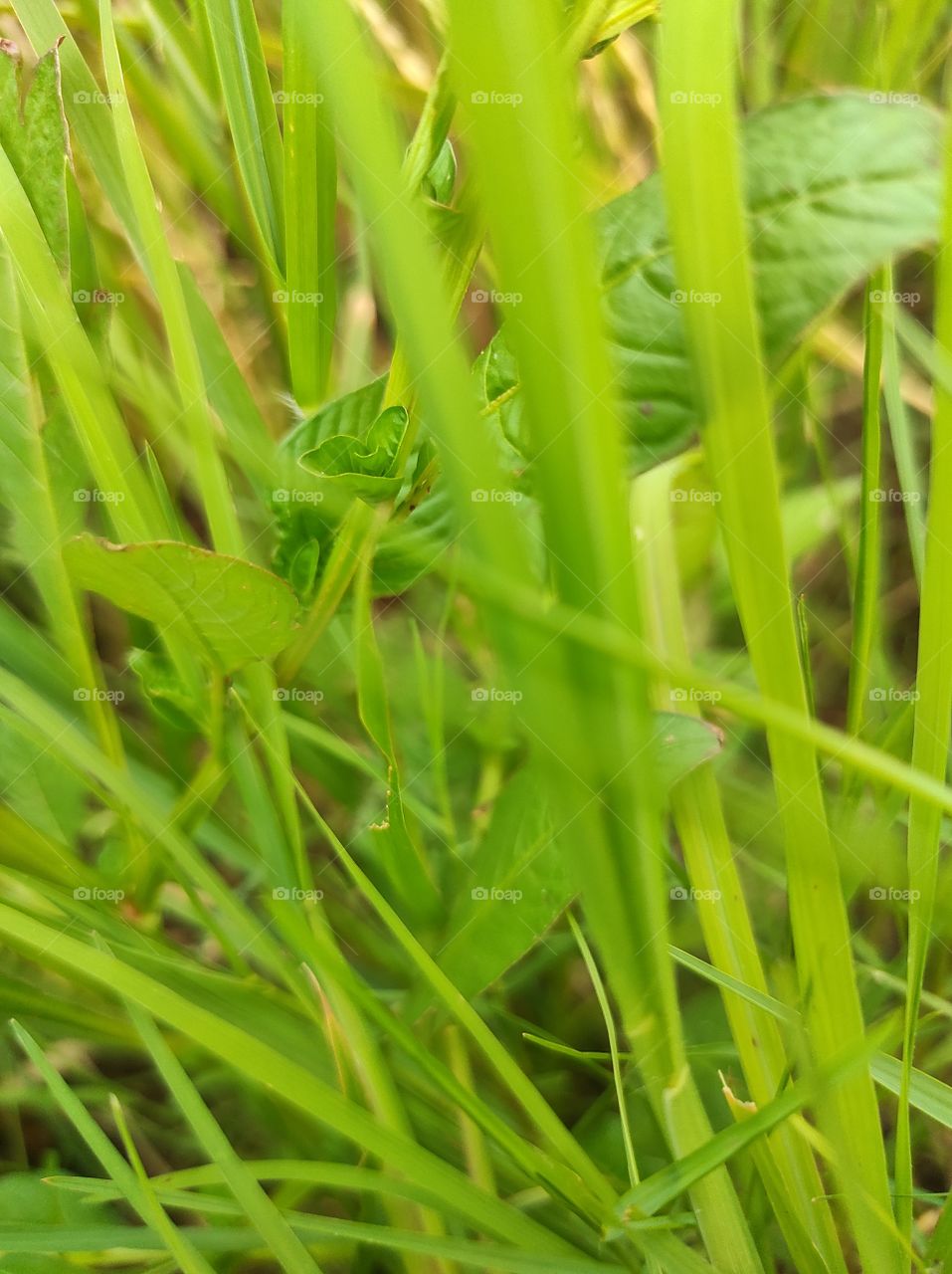 wonder of nature never die