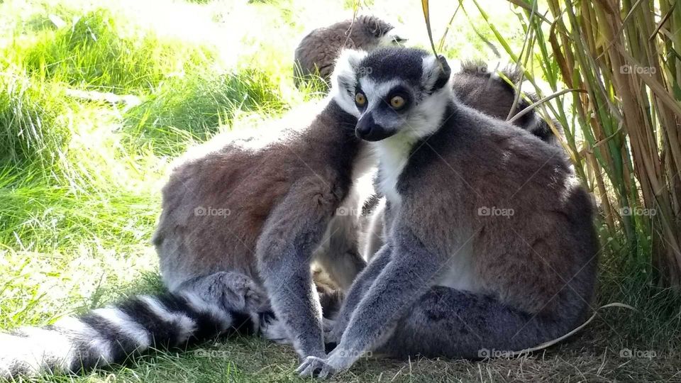 Cute ringtail lemurs looking relaxed and playful