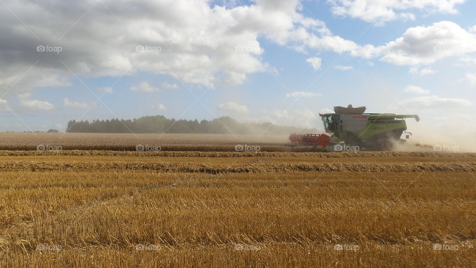 Harvest. Harvesting crops