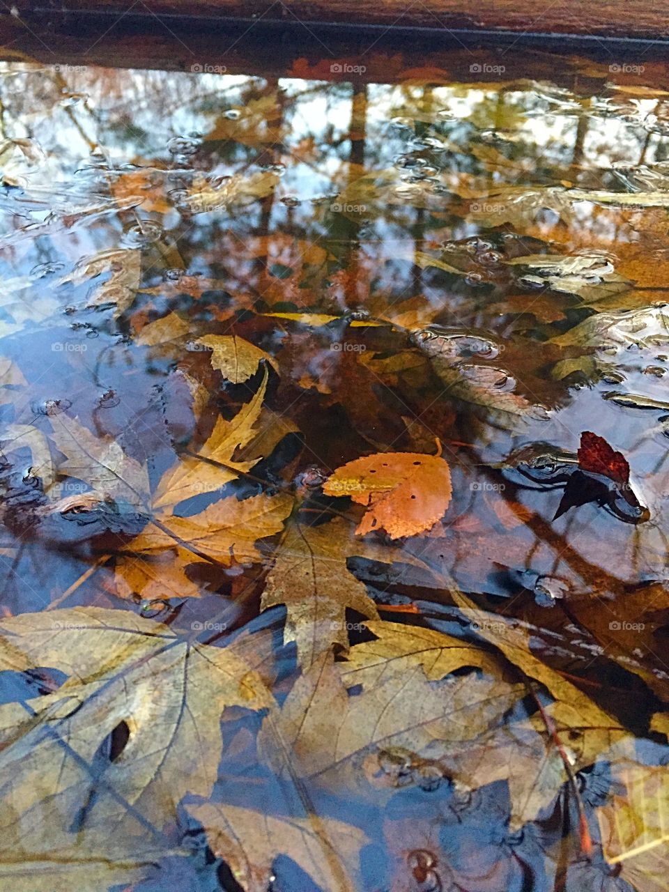 Leaves in the water.