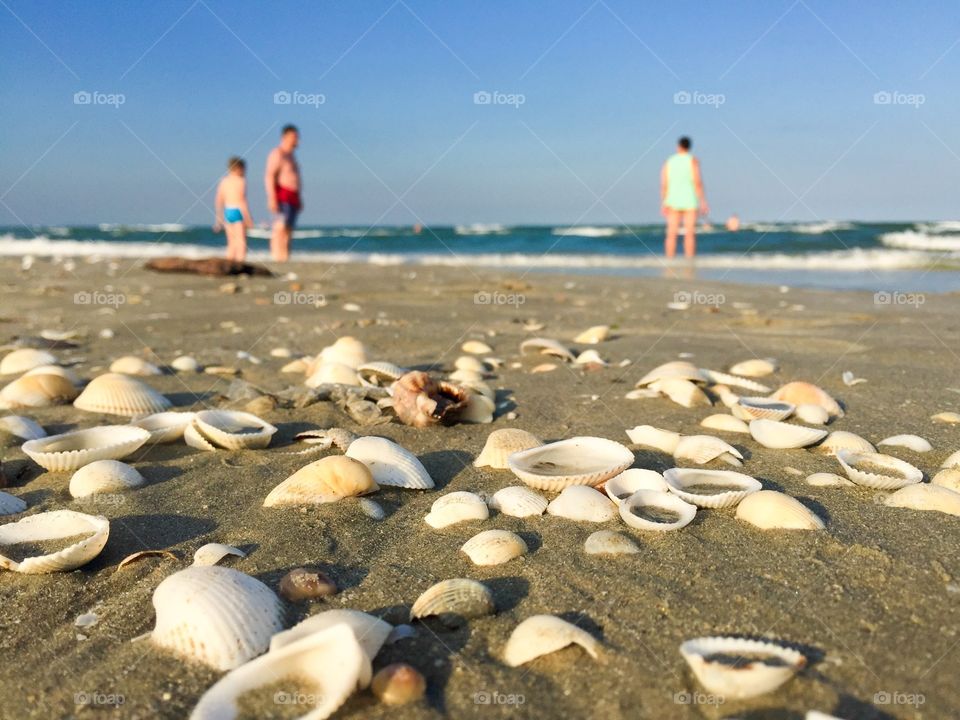 Seashells