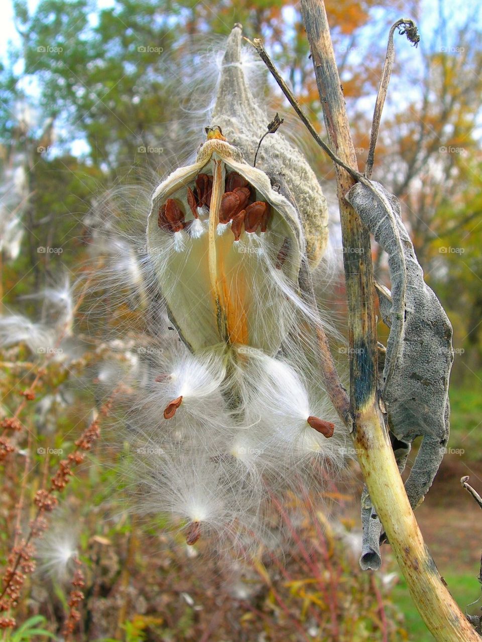 Milk weed Massachusetts