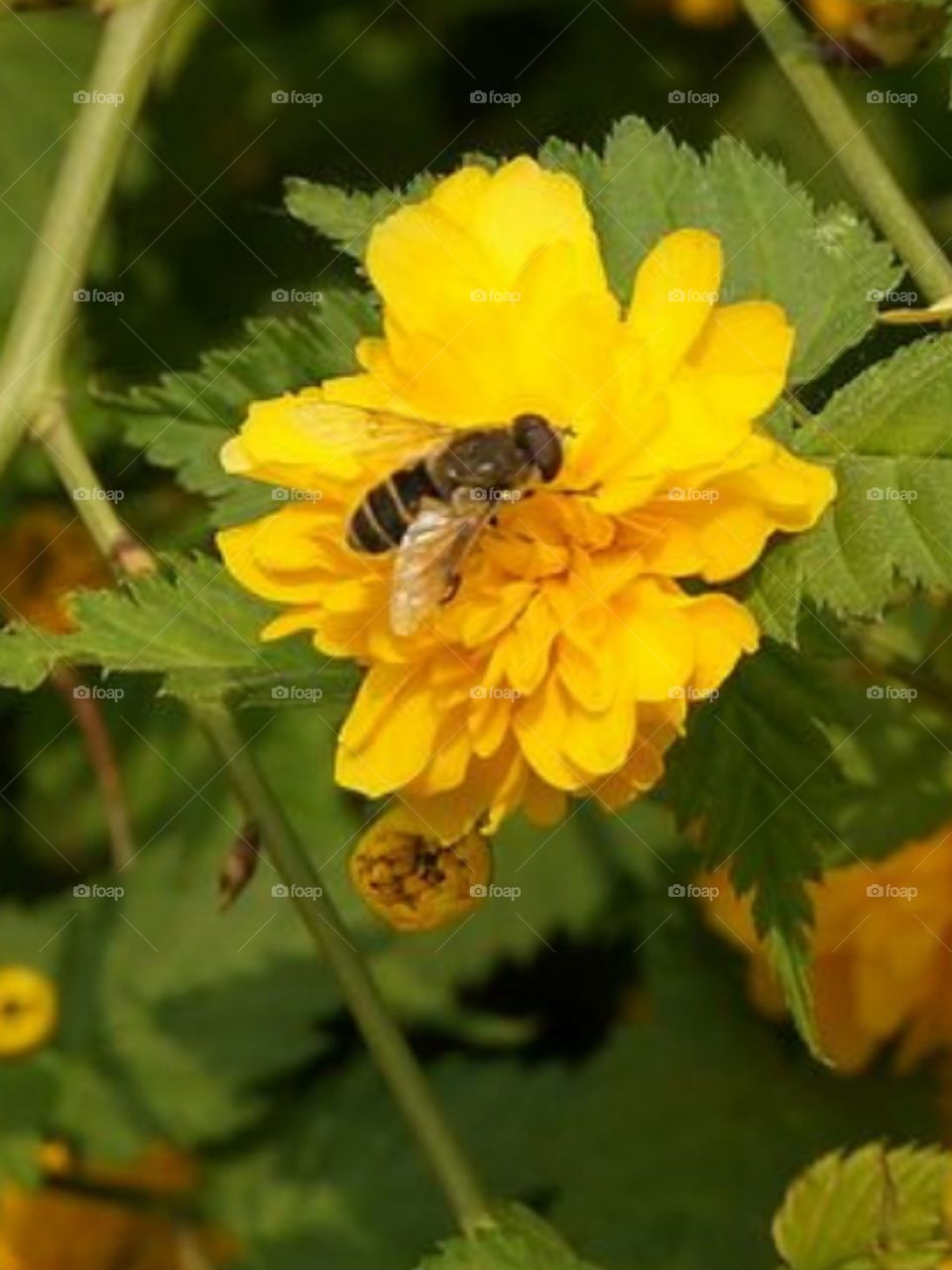 Mach on a beautiful yellow flower