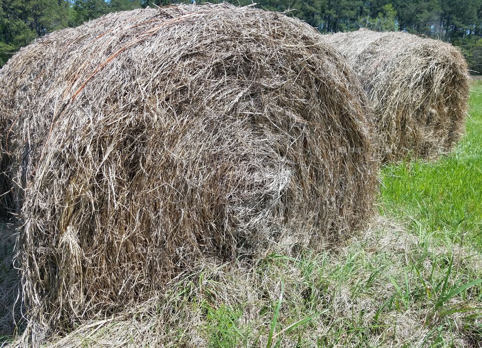 Hay