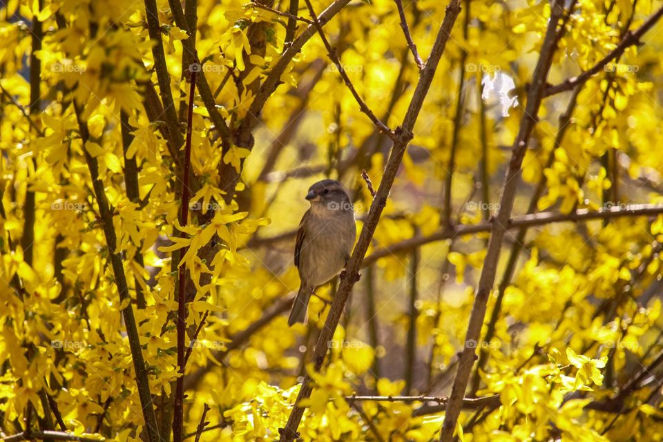 Sparrow bird is on the yellow flower tree