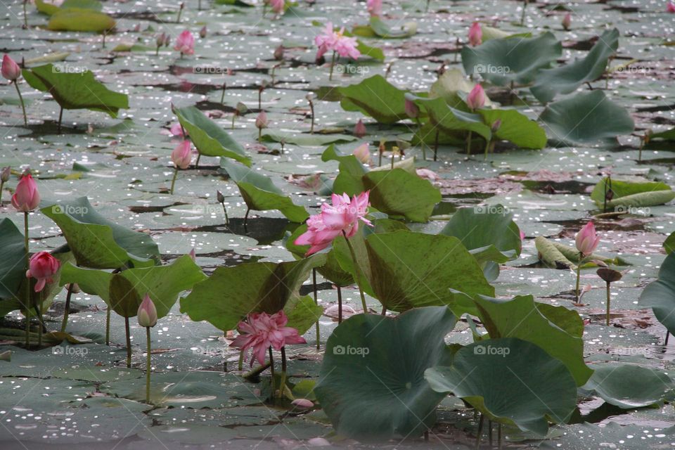 beauty of lotus flowers