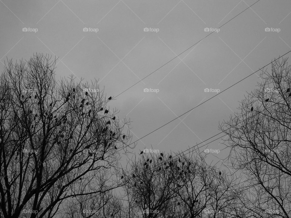 birds are sitting in the trees