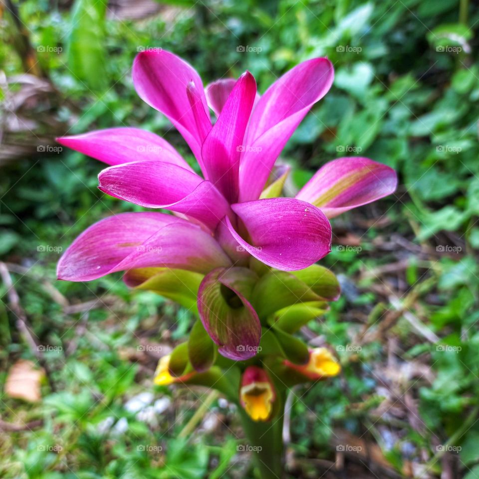 The Curcuma zanthorrhiza plant flowers during the dry season