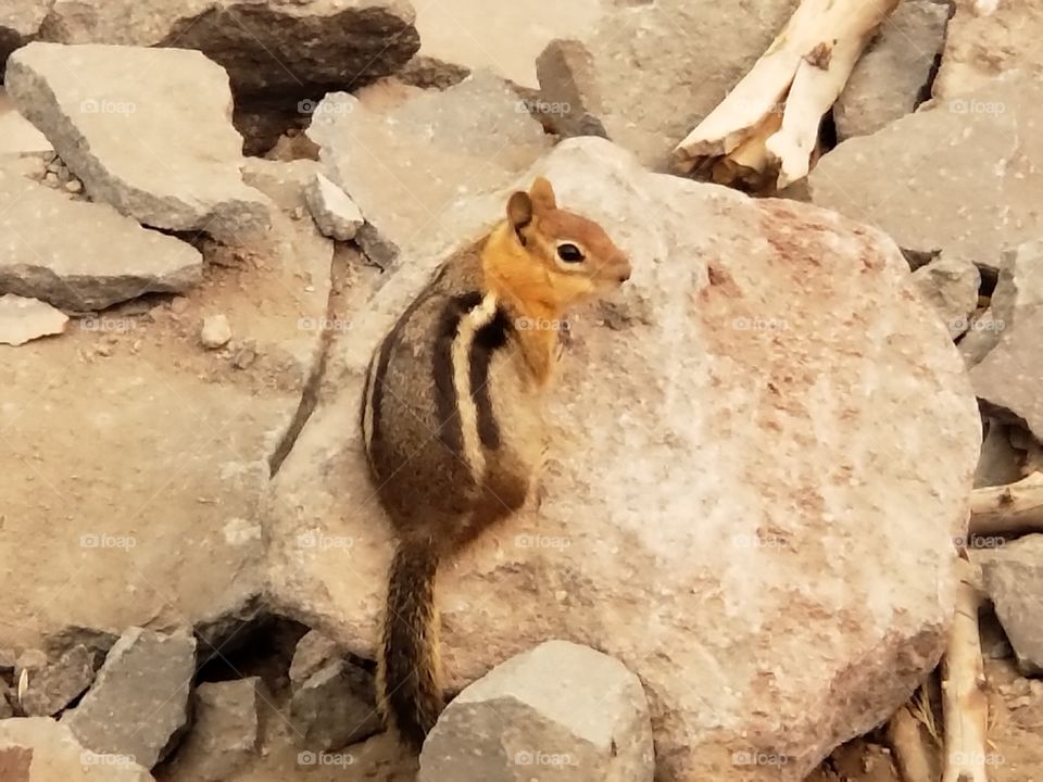 chipmunk