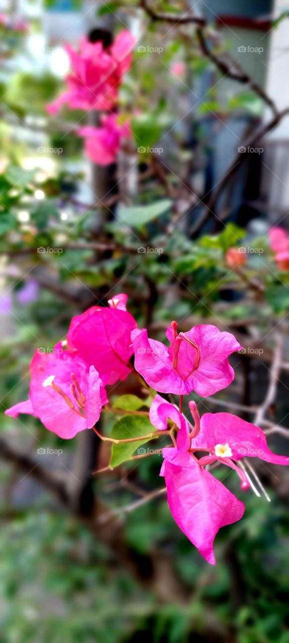 Bougainvillea Glabra is a plant that has an irregular stem shape and does not grow upright.