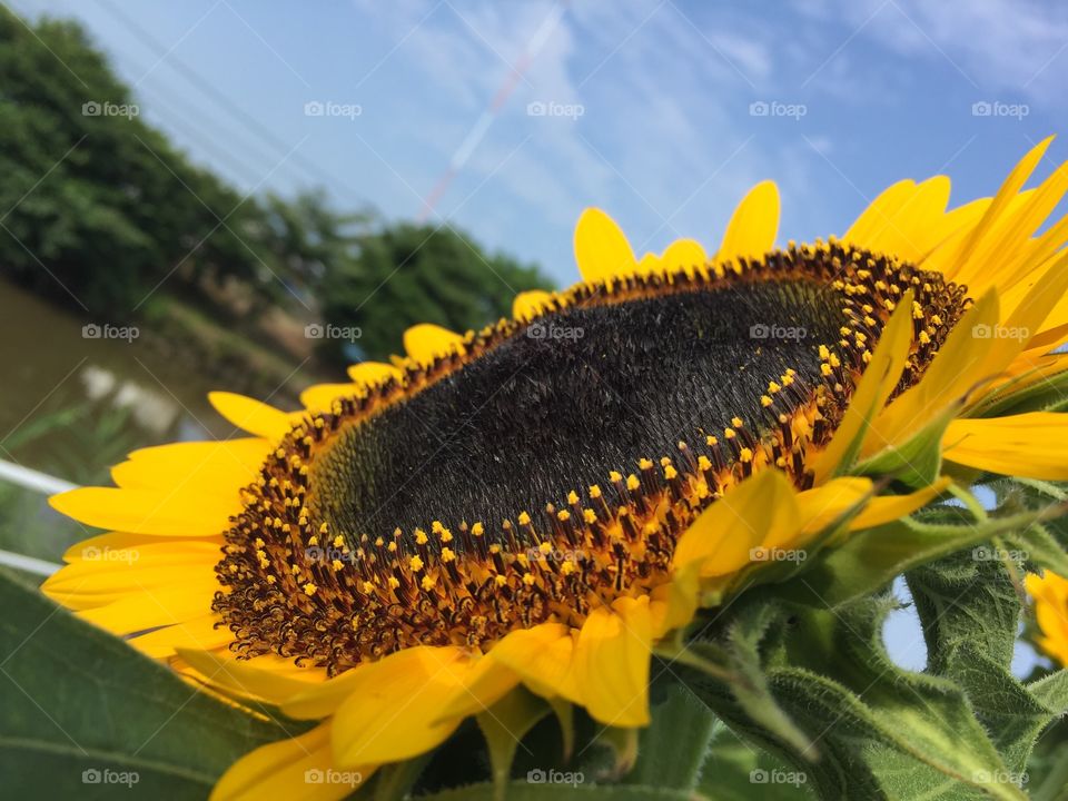 happy sunflower