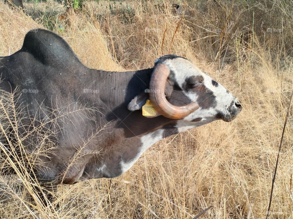 Beautiful Bull Photography, Amazing picture of Bull, Amazing Bull Picture, Natural Photography, Original Content, Bull Photography In Indian Farmer, Hello, India! Animals Photography