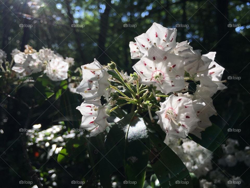 Backlit Mountain Laurel