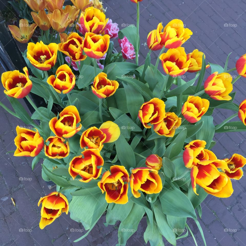 The Tulips. An arrangement of tulips in Amsterdam