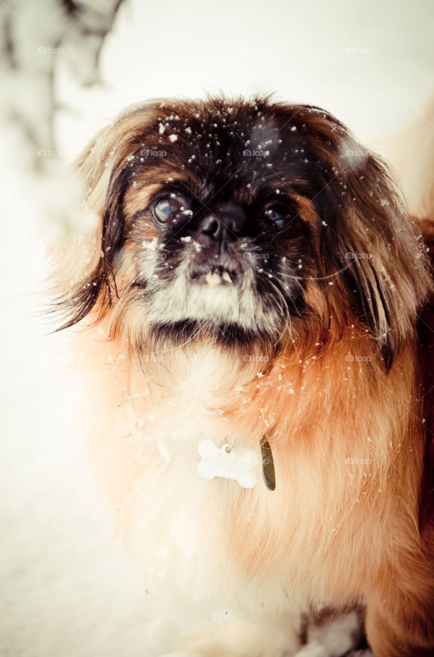 Snow pup