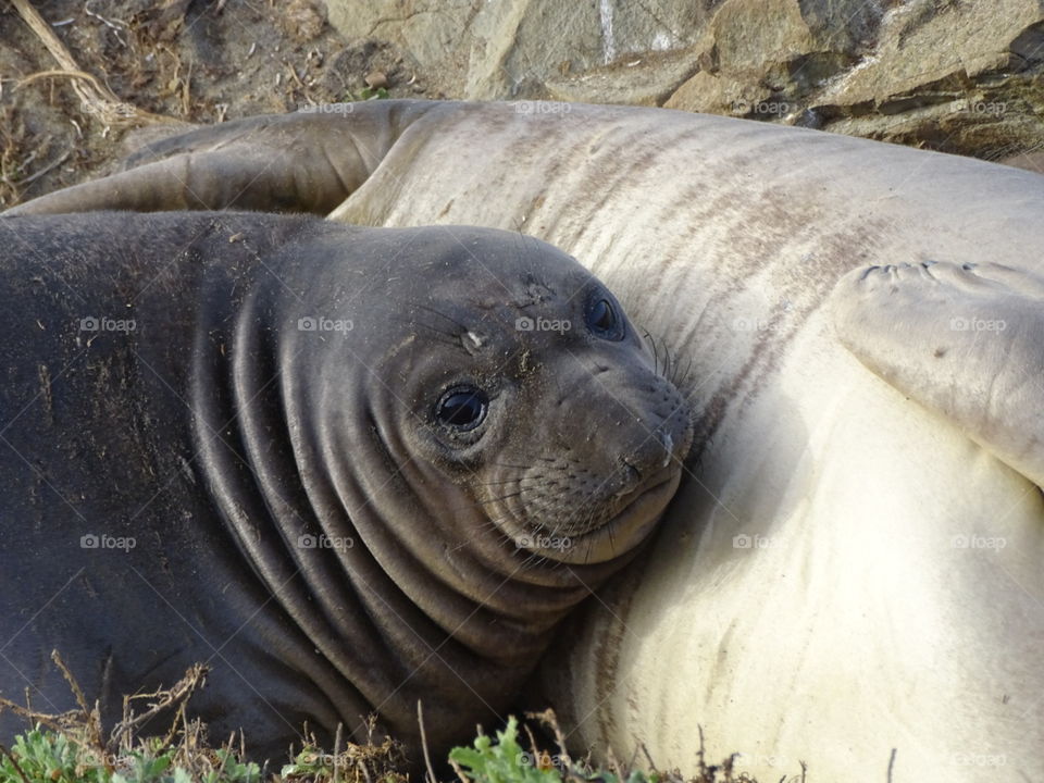 newborn elephant seal with mom