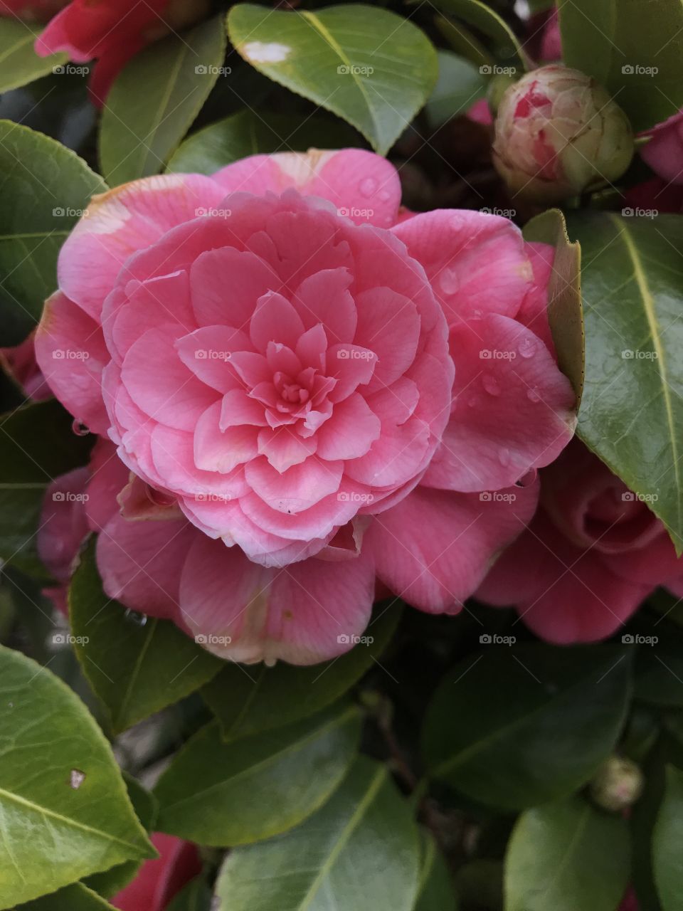 Pink Camellia 