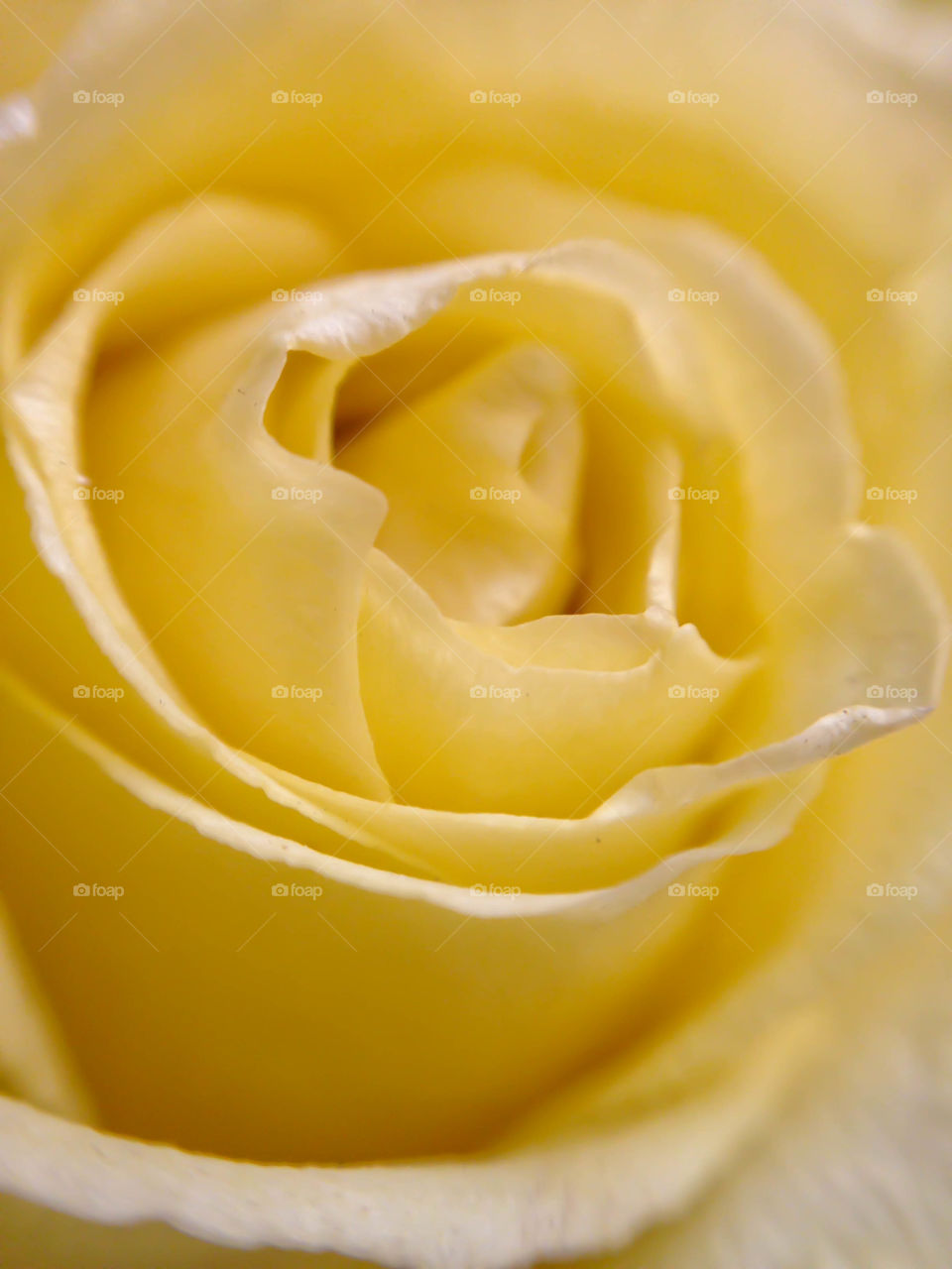Yellow rose
