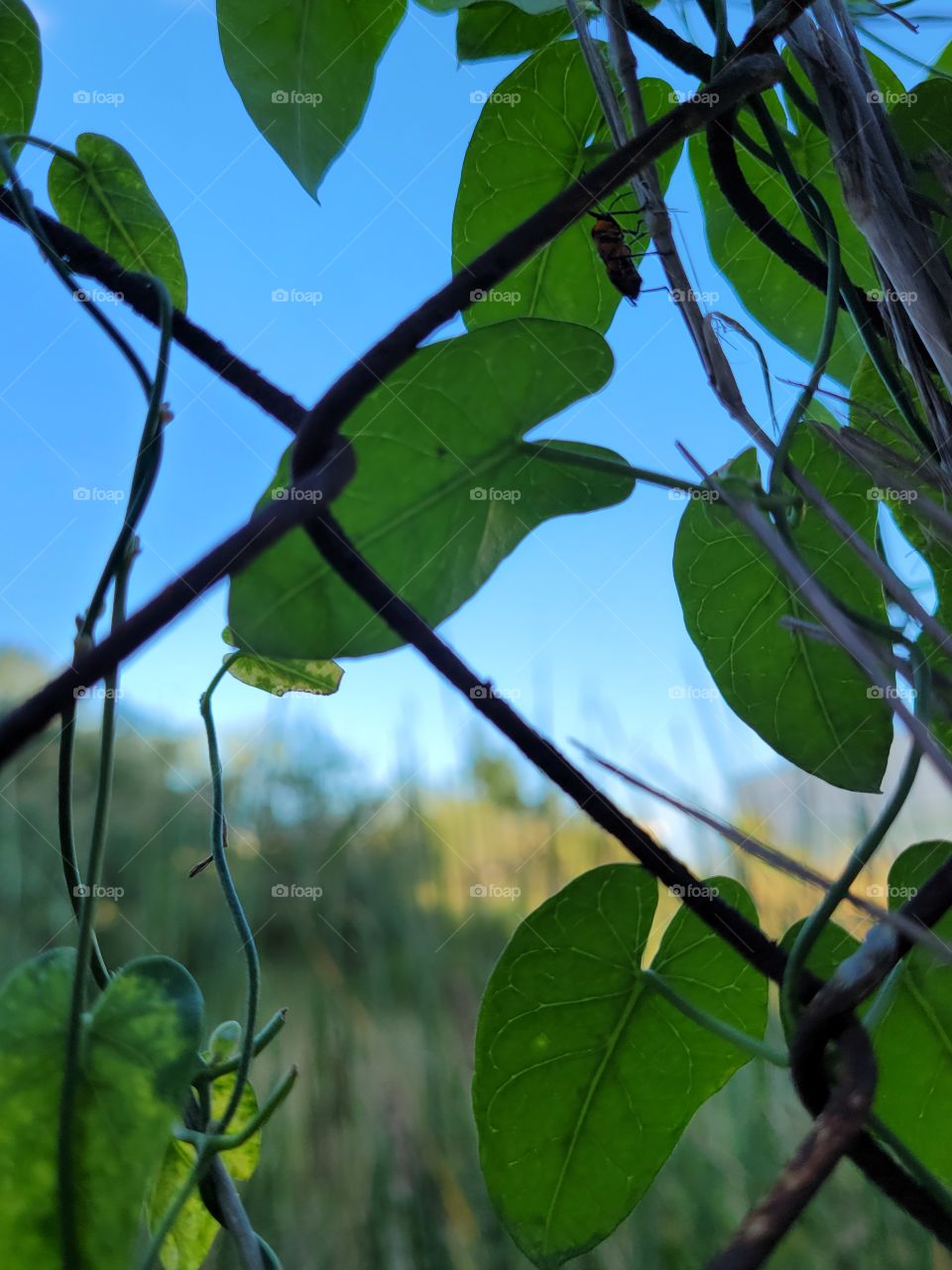 Natural overtaking man made barrier.