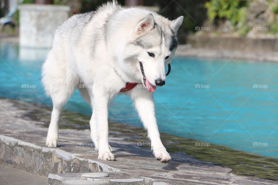 Husky walking besides pool