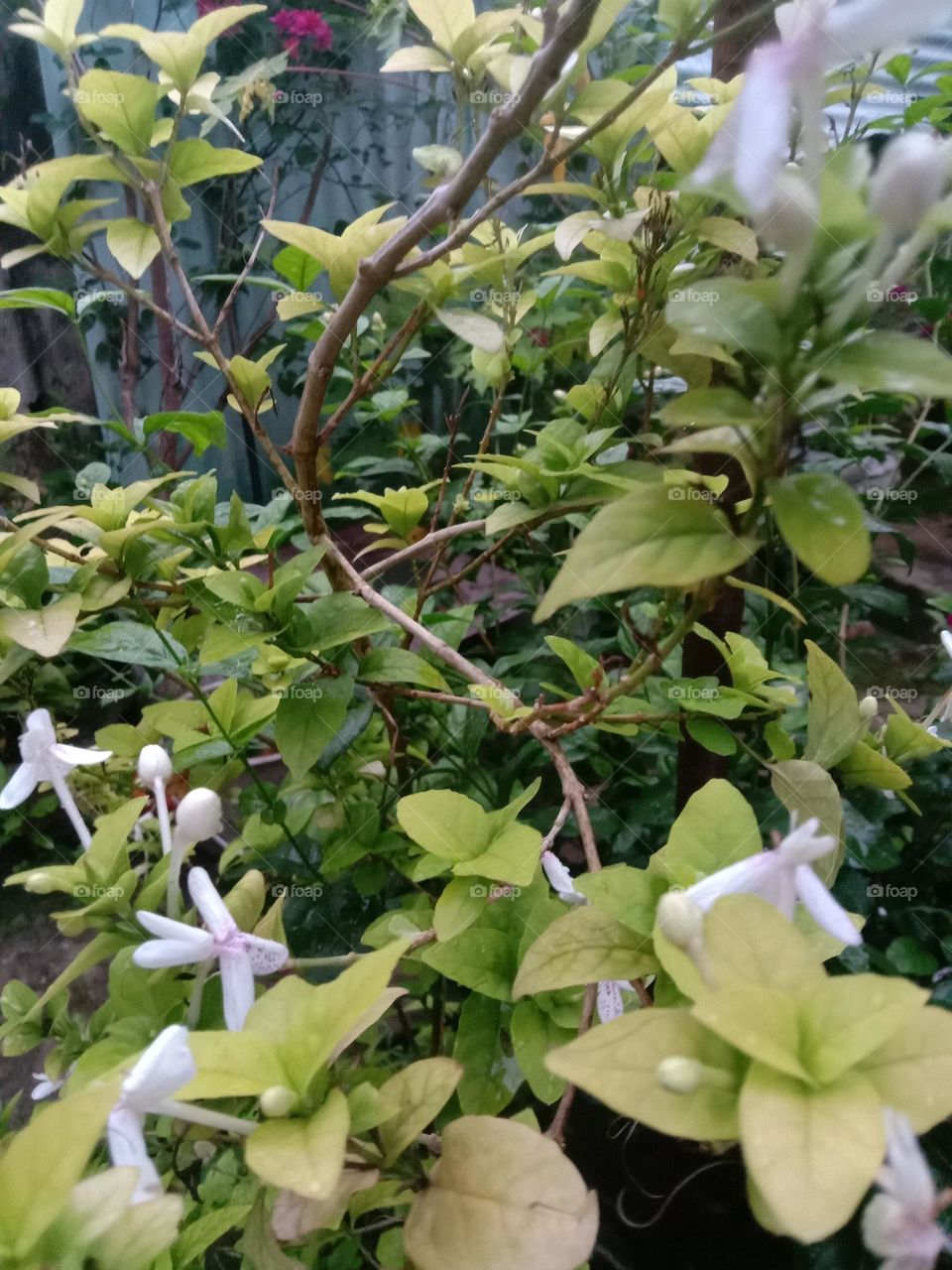 Jasmine tiny blooms from grandma's garden🌸❤️✨