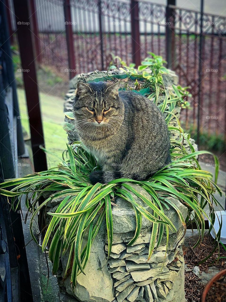 The cat sits on a pedestal-flower bed where a home plant grows