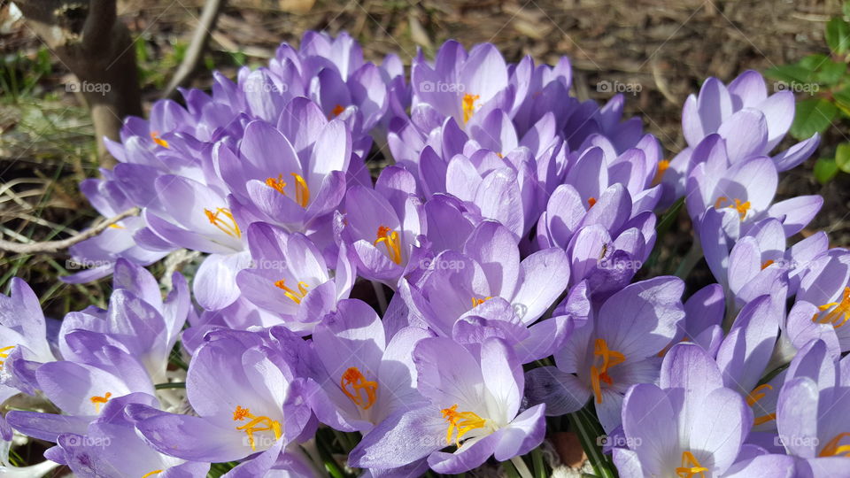 Close up of purple flowers