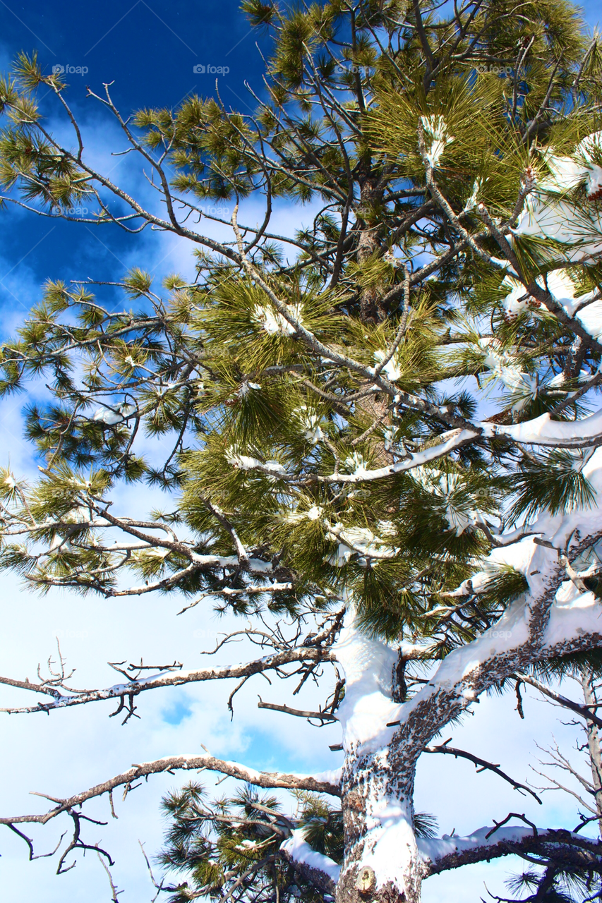 Snow covered pine tree. 