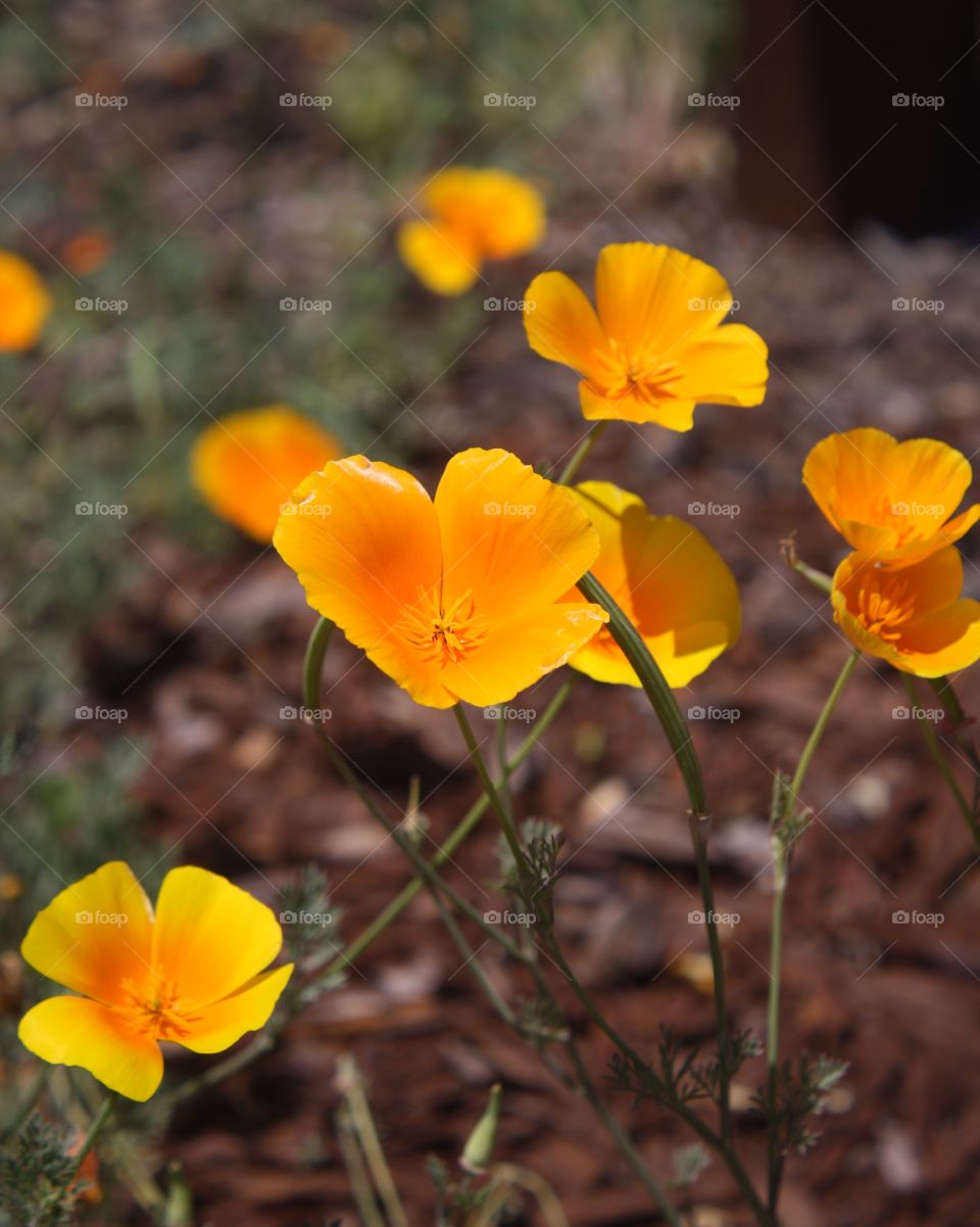 Captured moment of yellow poppies swaying in the gentle breeze