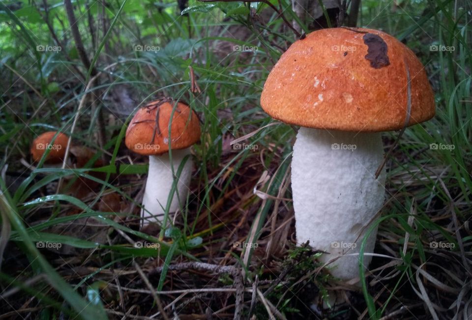 Three mushrooms