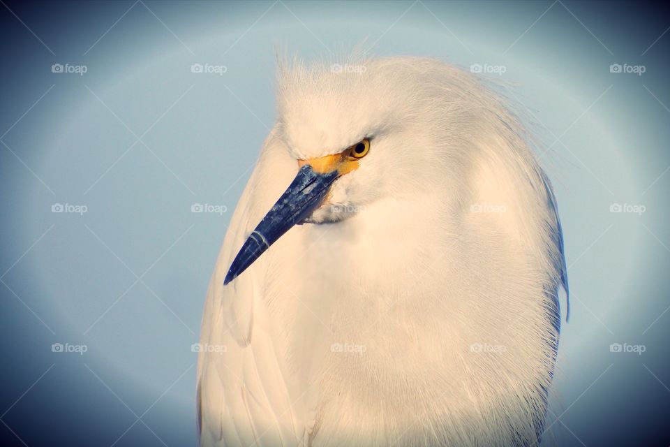 Snowy egret