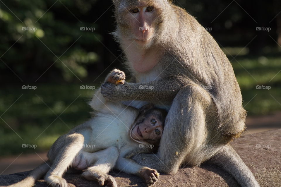 Mother and Baby Monkeys