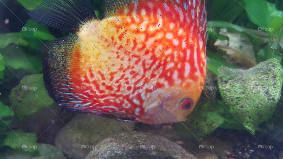 discus